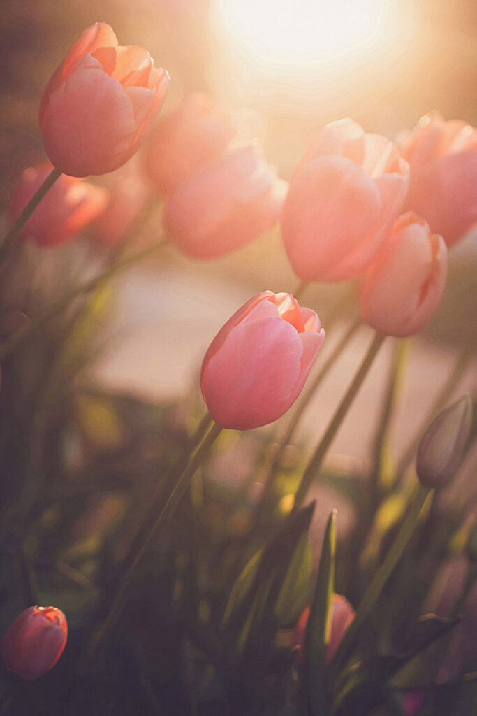 Morning Blush