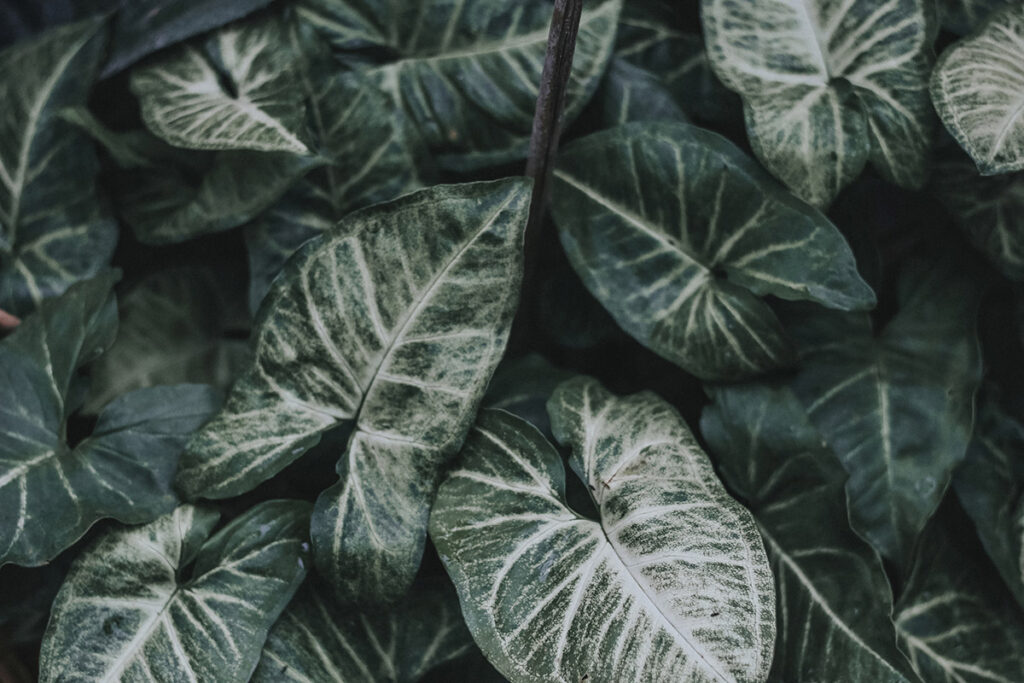 Verdant Veins