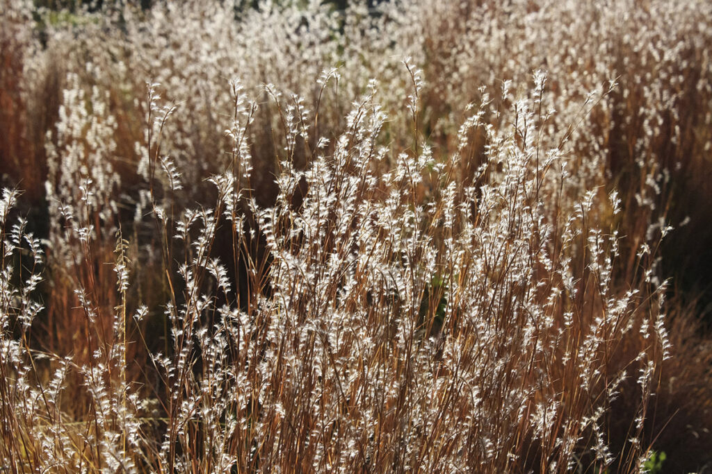 Autumn's Glow