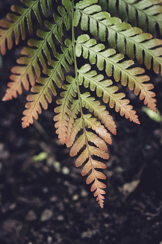 Autumn's Touch on Fern
