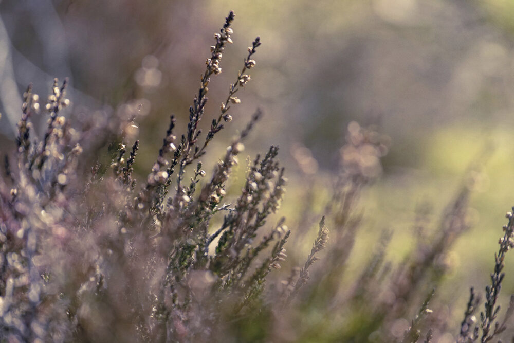 Ethereal Heathers