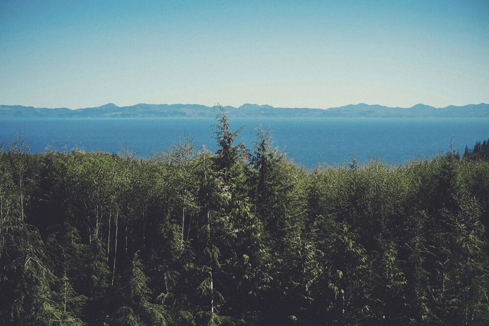 Serene Forest Overlook