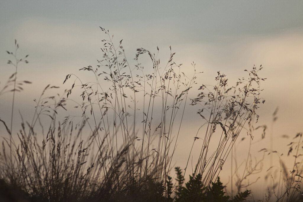 Evening Whispers