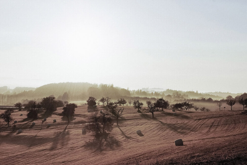 Misty Morning in the Fields