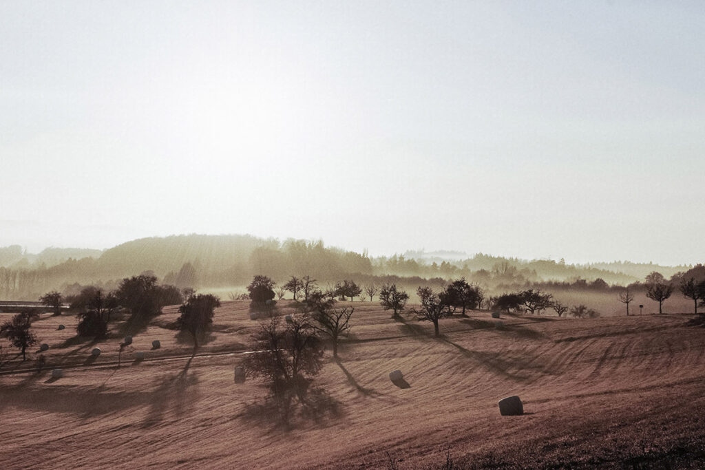 Misty Morning in the Fields