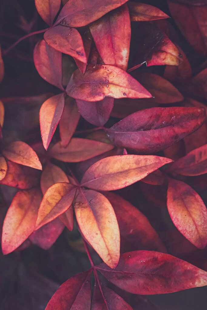 Autumn Hues