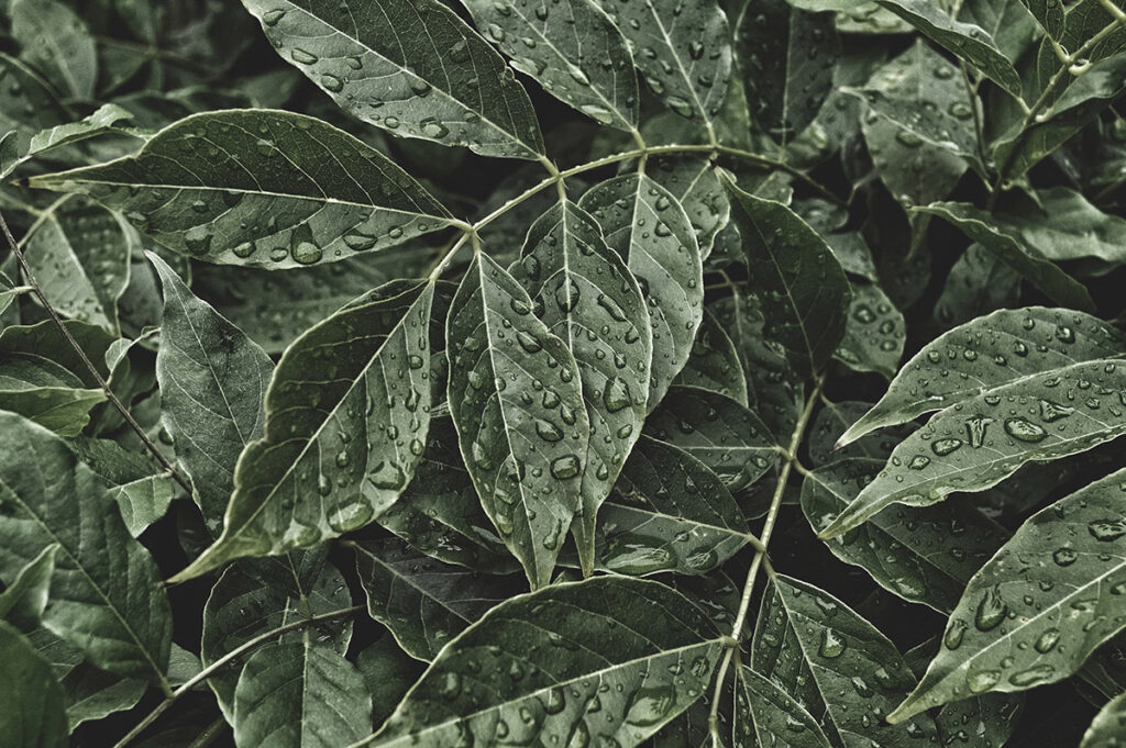 After Rain