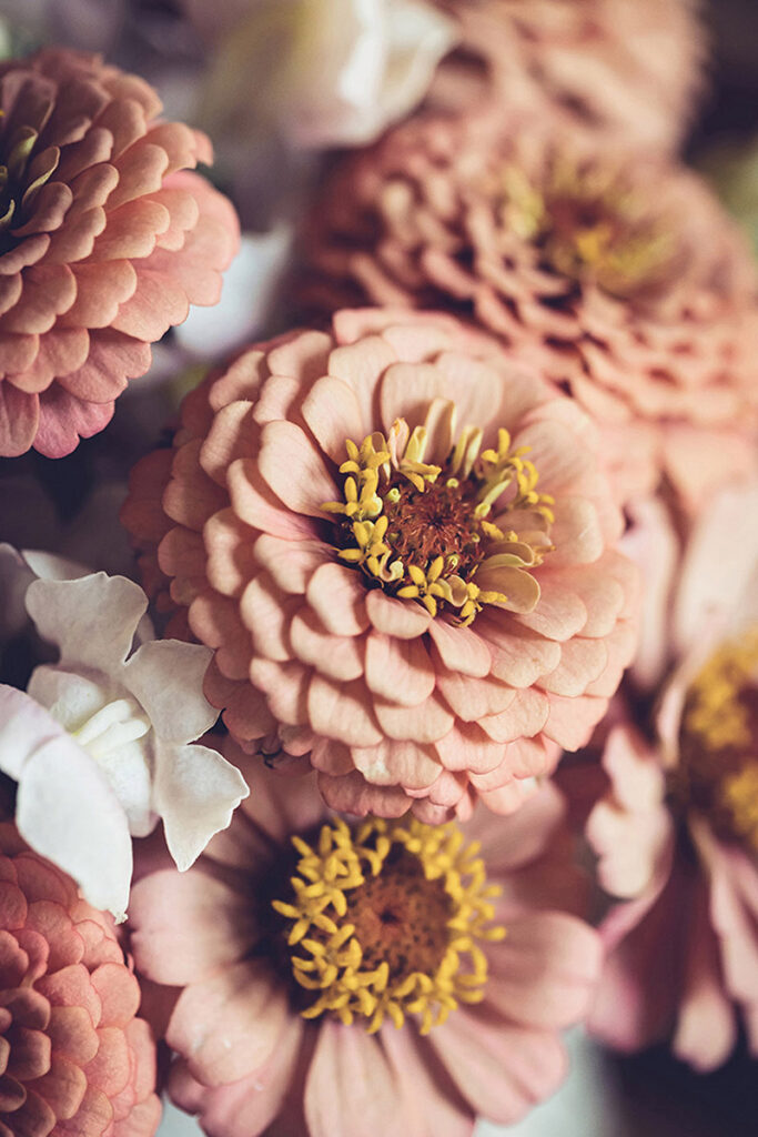 Peachy Petals