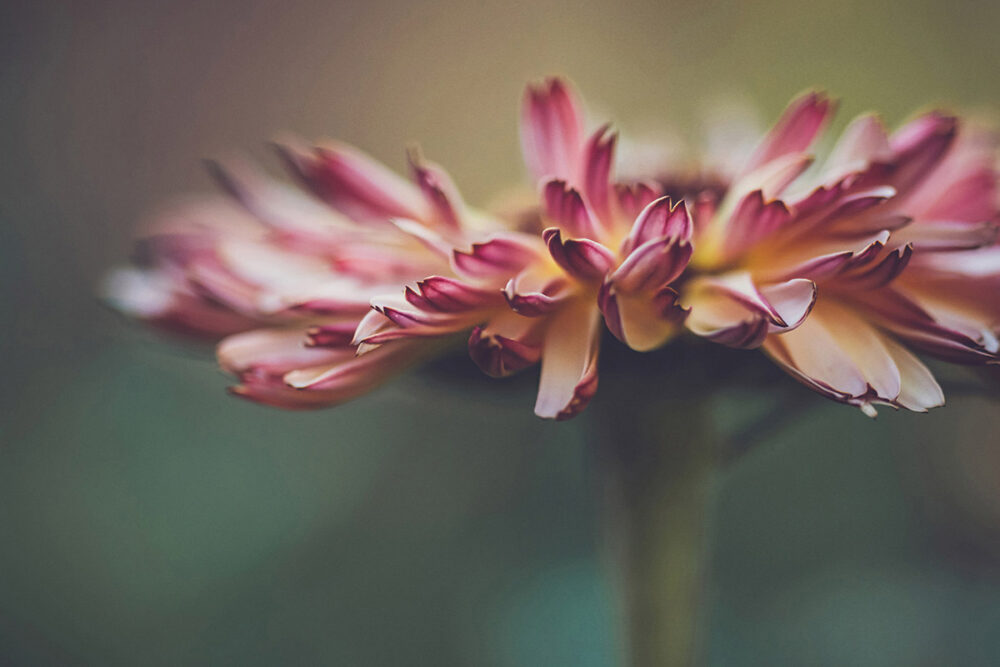 Crimson Edges of Grace