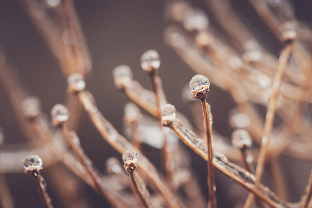 Frosted Twigs in Winter