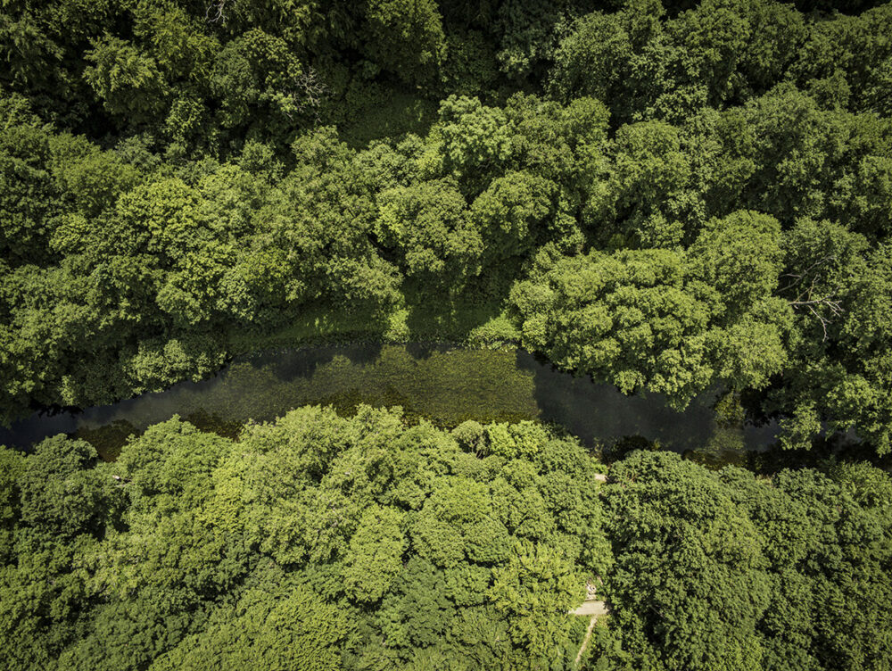 Arboreal Guardians of the Grain