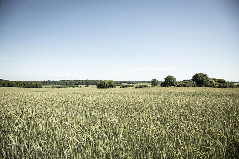 Agricultural Expanse