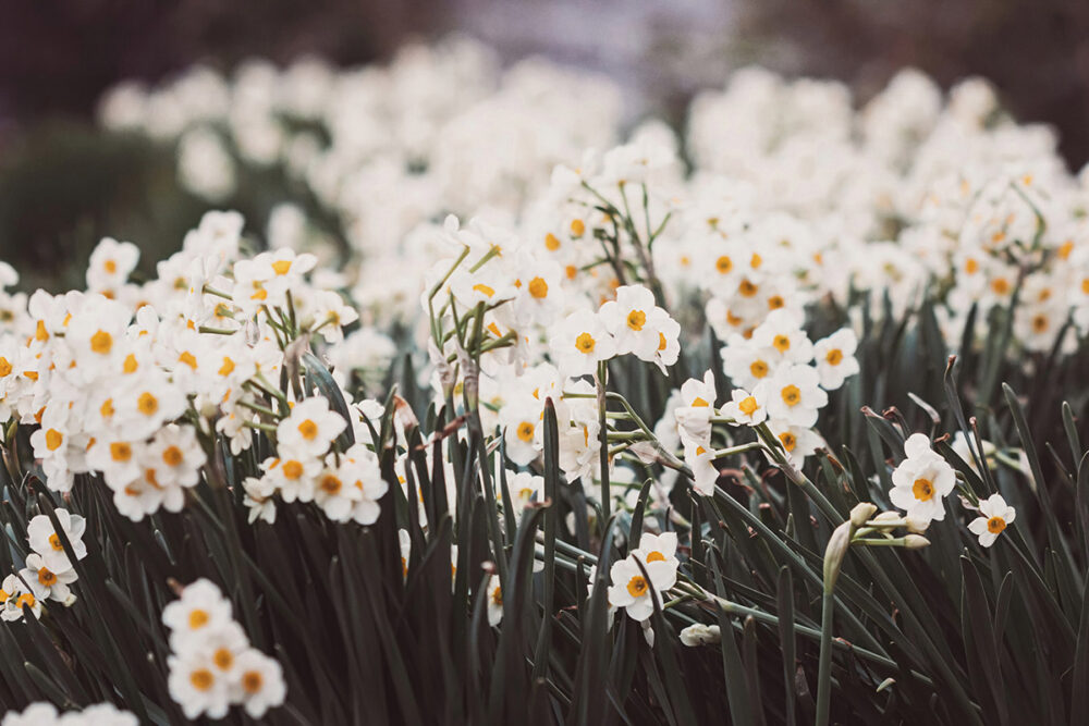 Spring's White Canvas