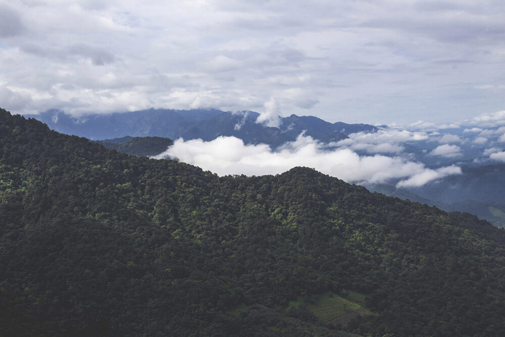 Cloud Forest Vista