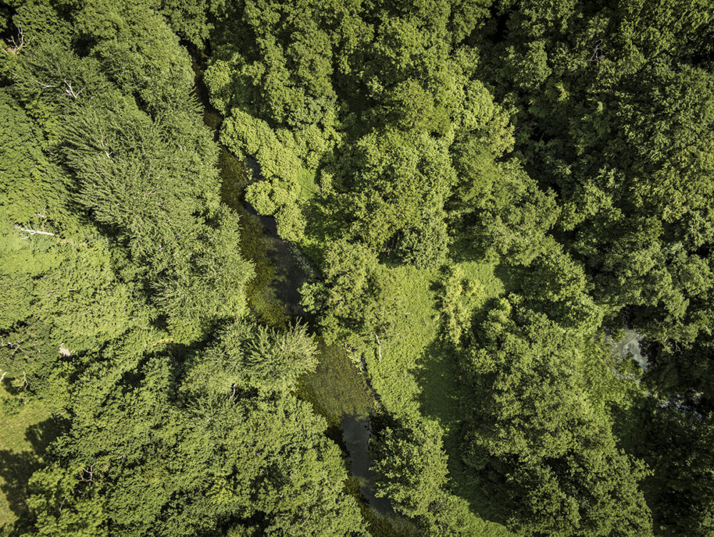 Tranquil Field Splendor