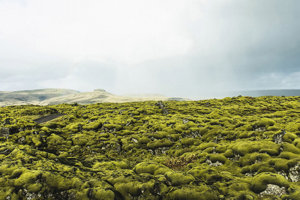 Moss-Covered Landscape