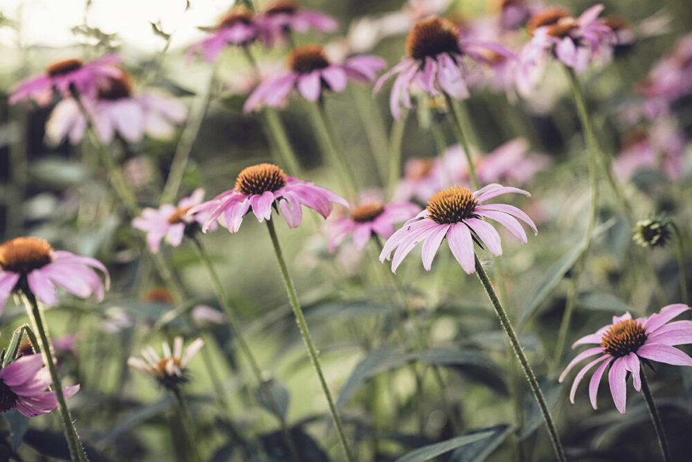 Echinacea Bloom