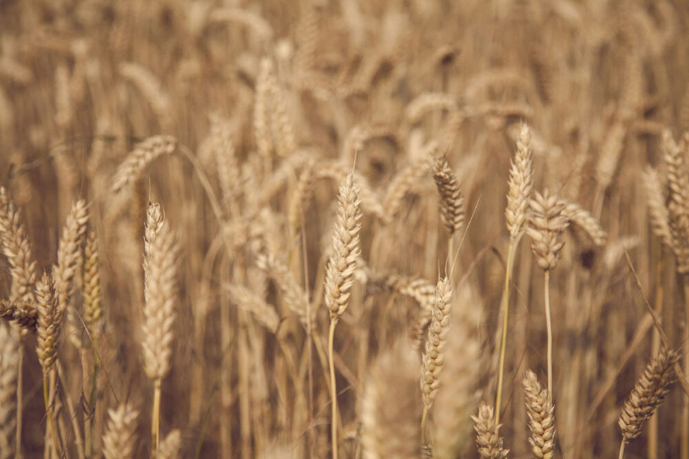 Amber Waves of Grain