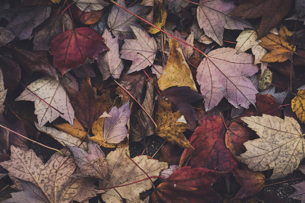 Fall's Mosaic Tapestry