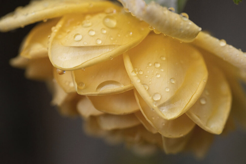 Droplets on Golden Bloom