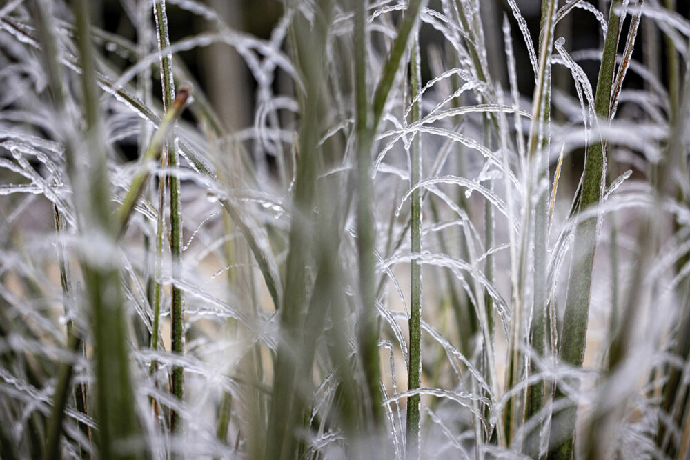 Frost's Delicate Touch