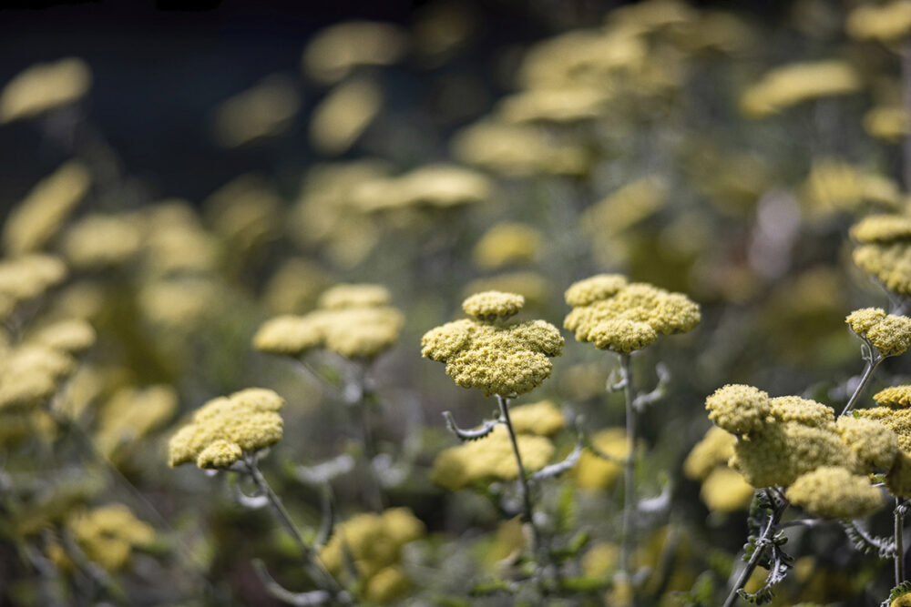 Summer's Yellow Bloom