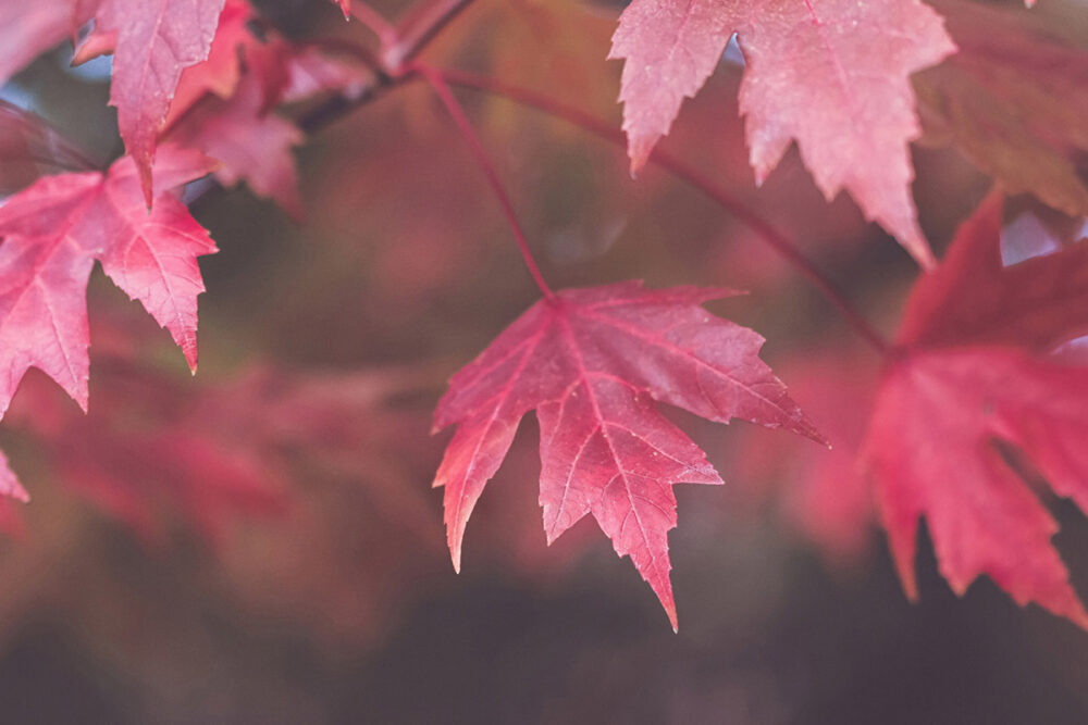 Autumn's Crimson Canvas