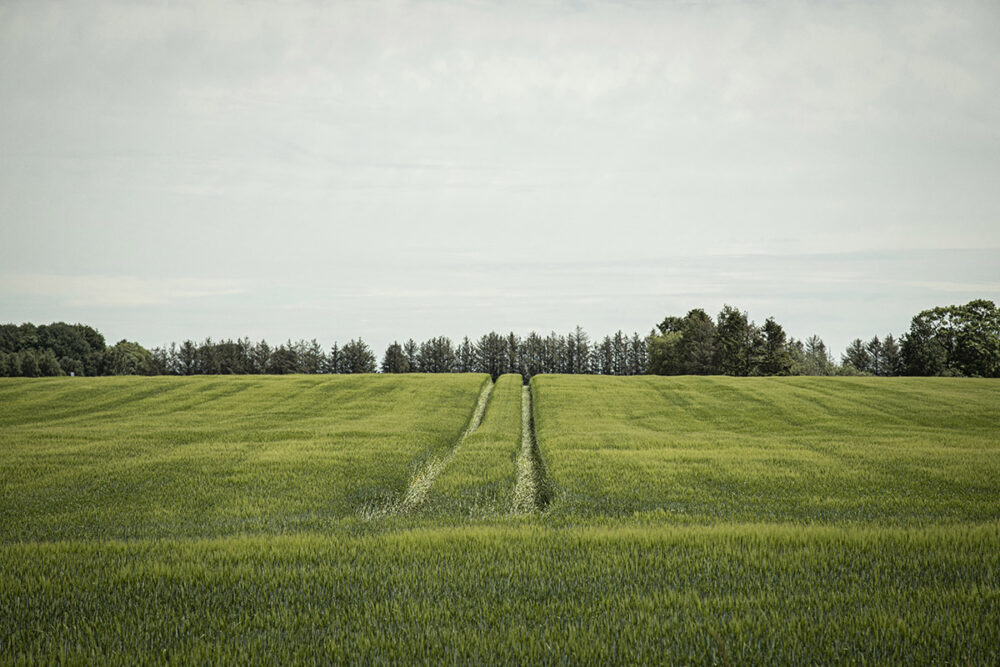 The Path Less Travelled