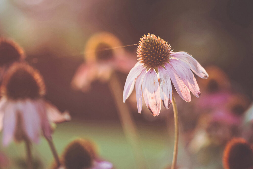 Solitary Echinacea