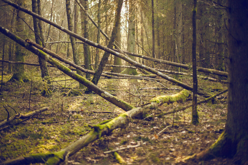 Decaying Forest Floor