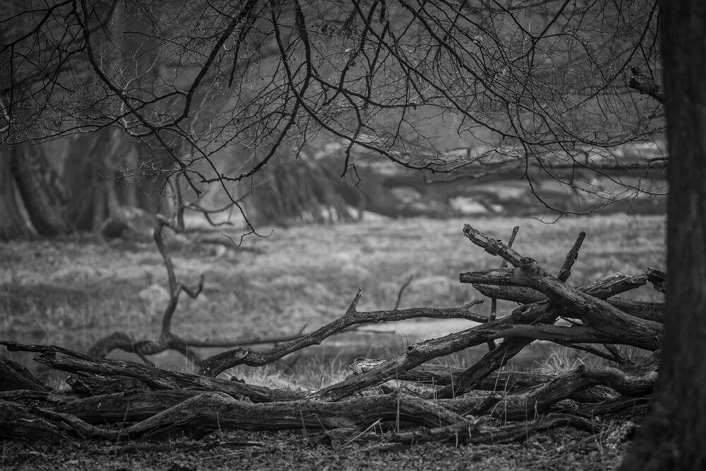 Branches and Shadows