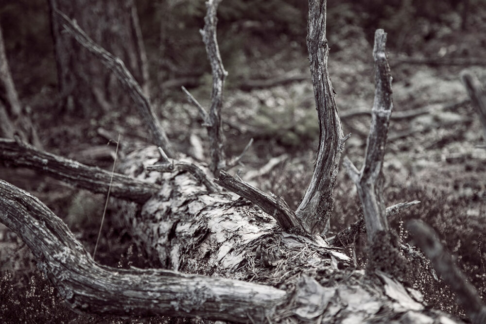 Fallen Tree in Forest