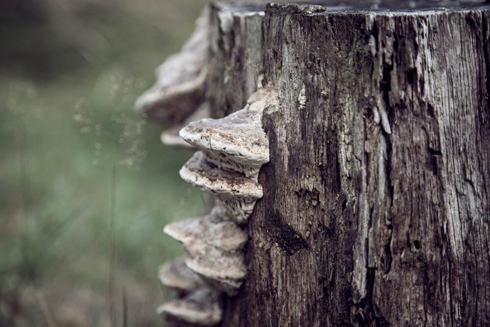 Mushrooms on Tree Stump