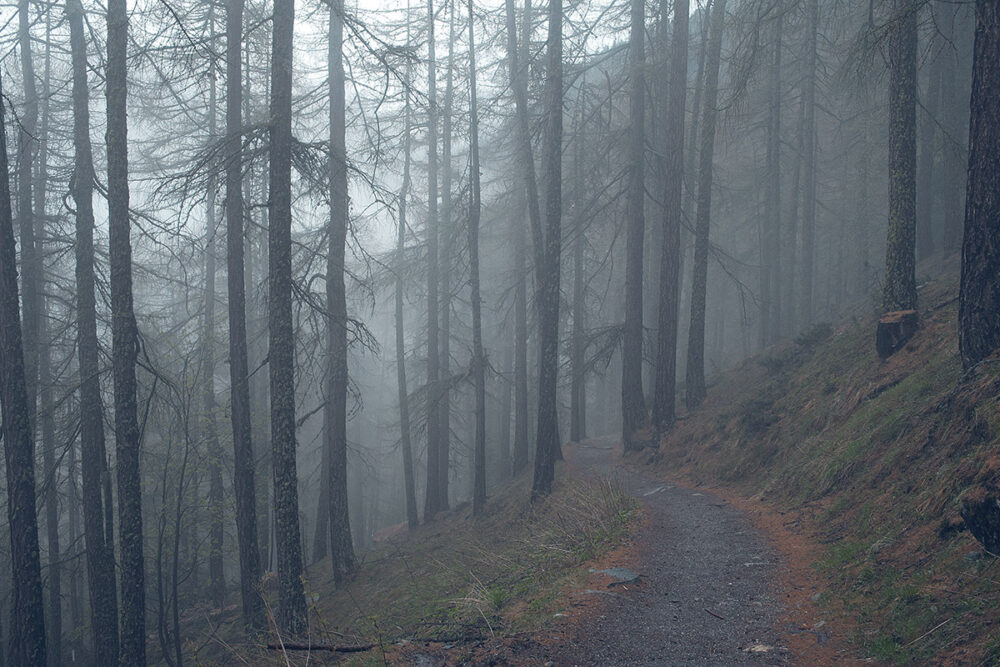 Foggy Forest Path