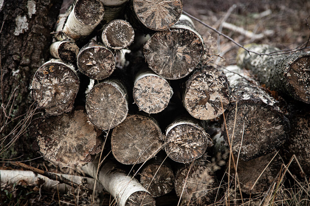 Aged Birch Logs