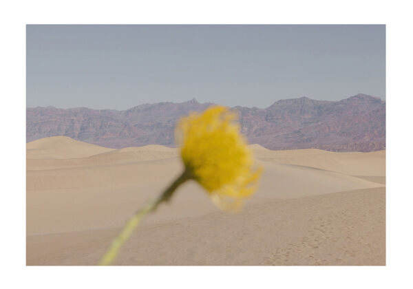 Desert Mirage