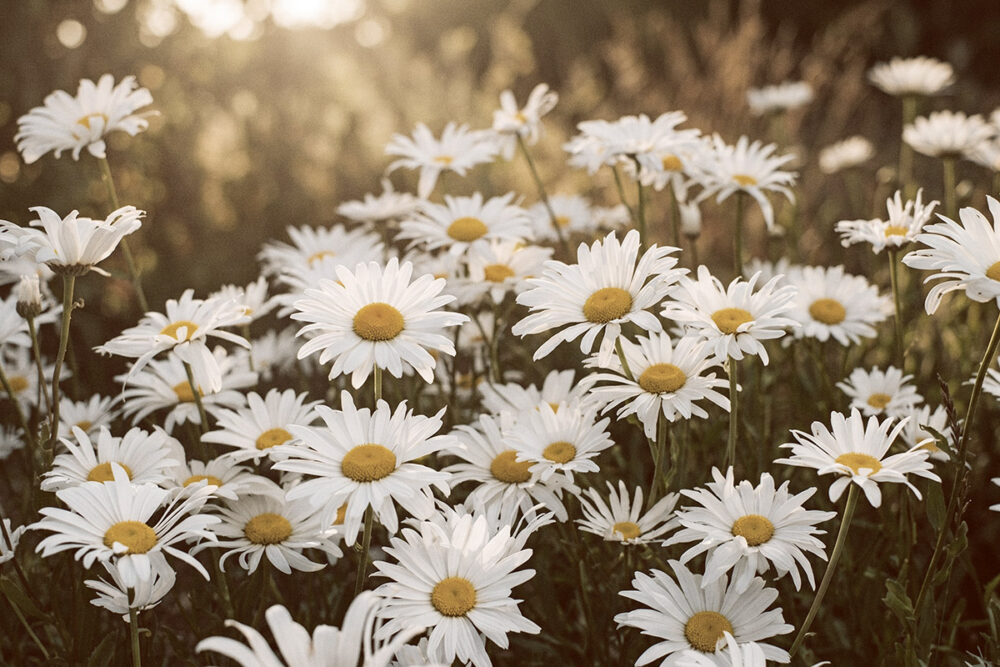 Sunlit Daisies