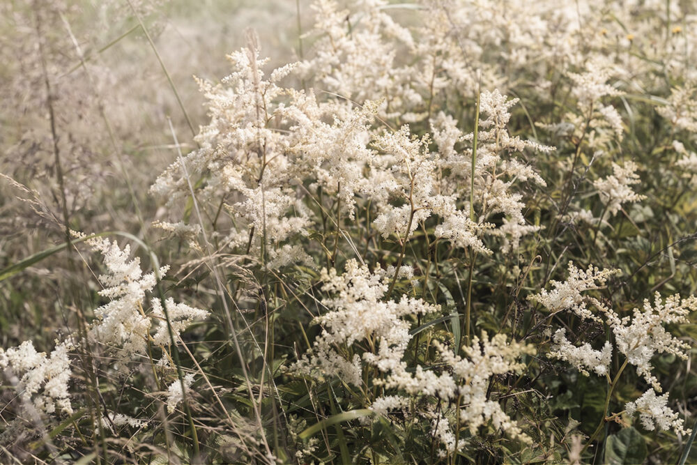 Wild Meadow