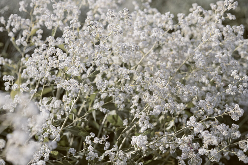 Tiny Blooms