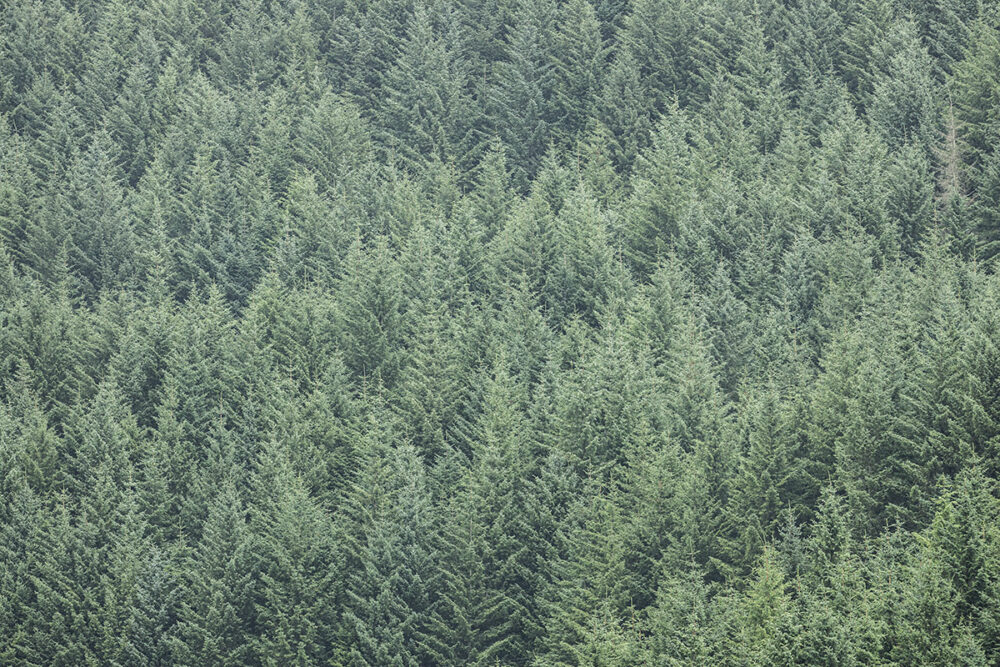 Evergreen Canopy