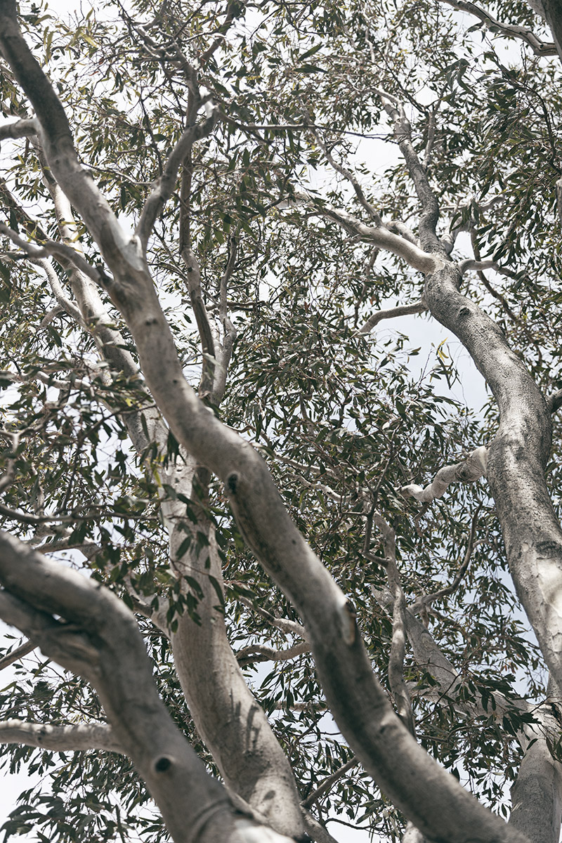 Pale Canopy