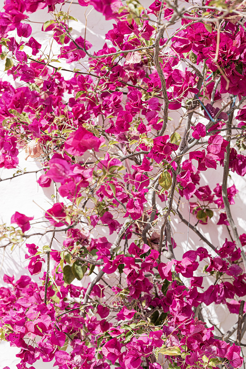 Bougainvillea Wall