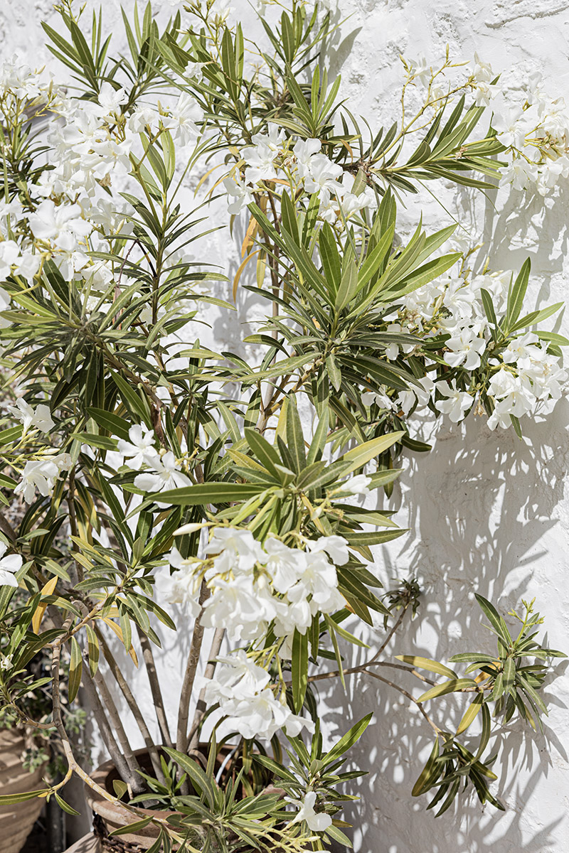 White Blossoms