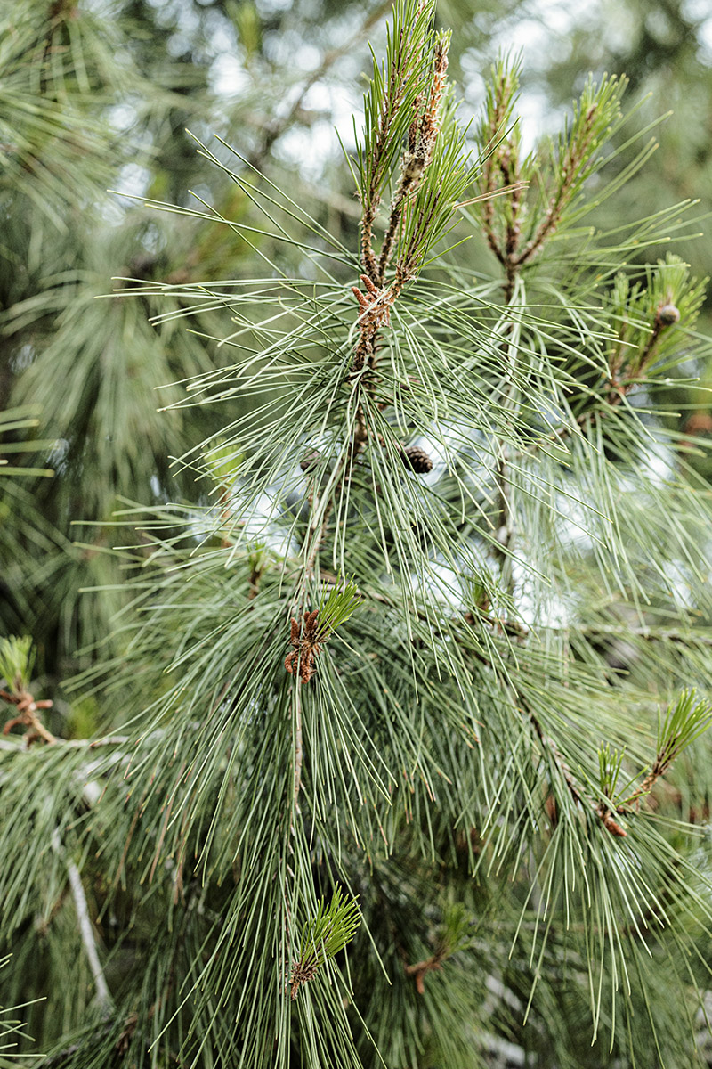 Pine Needles