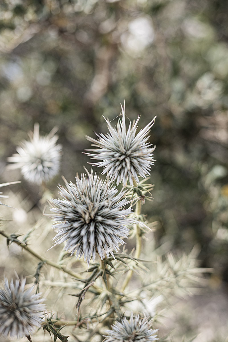 Spiky Spheres