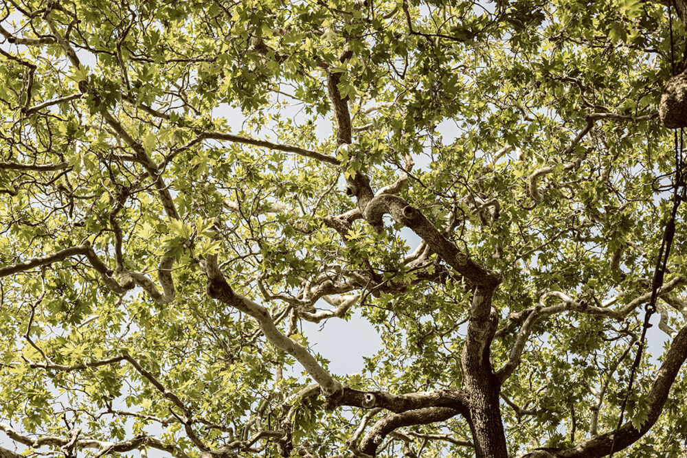 Sunlit Canopy