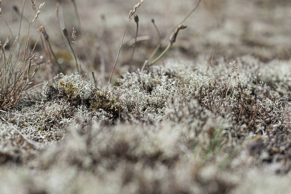 Lichen Field