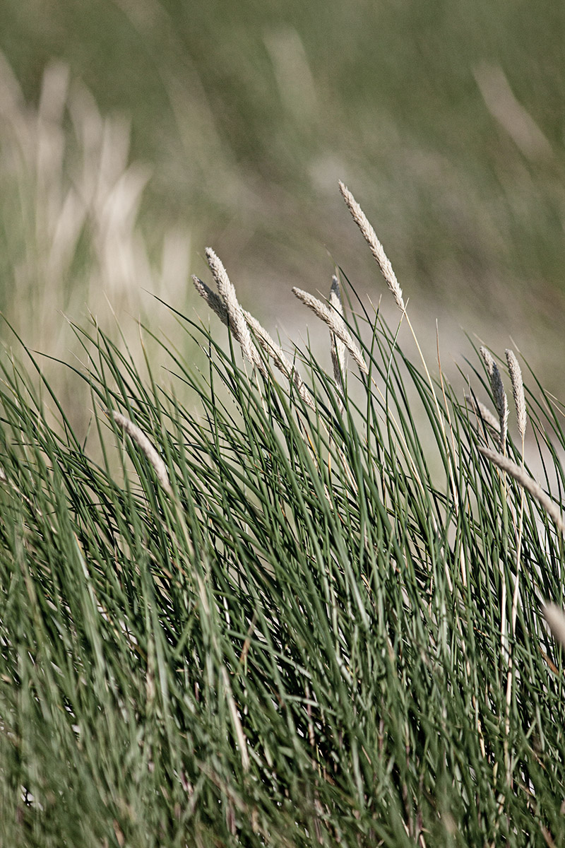 Dune Grass