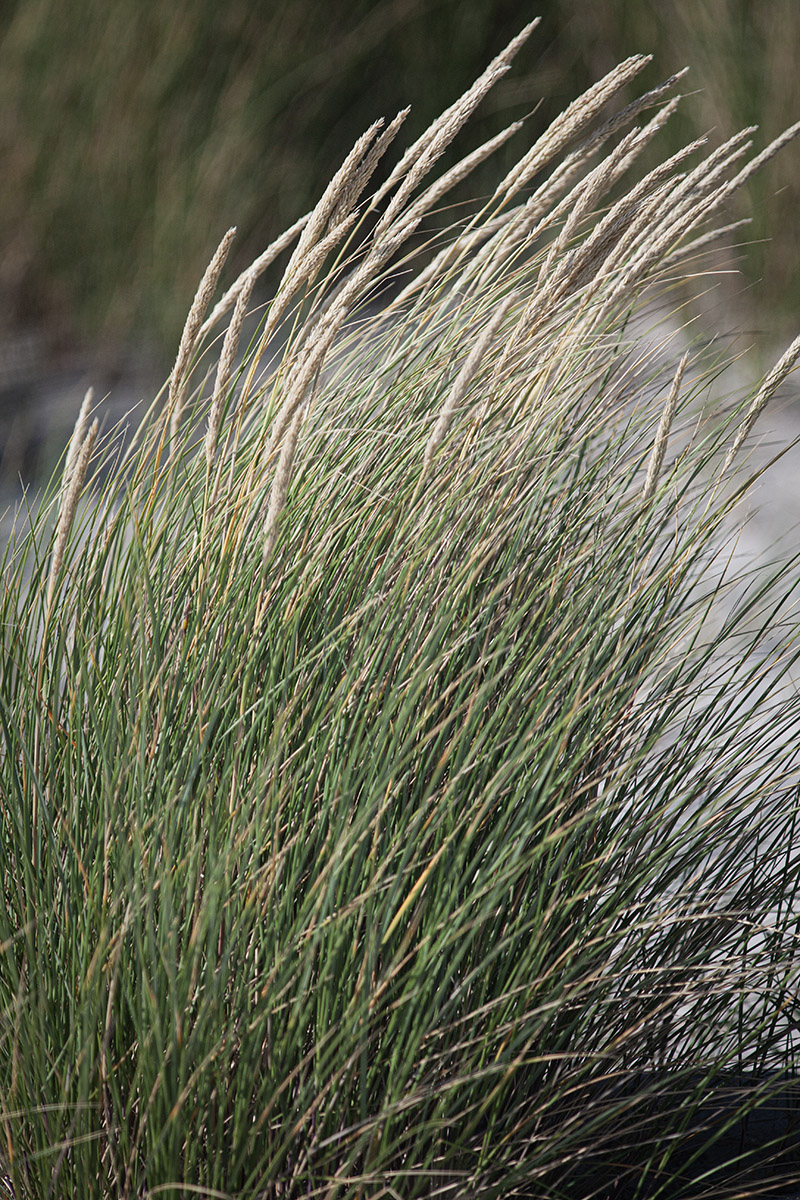 Dune Grass