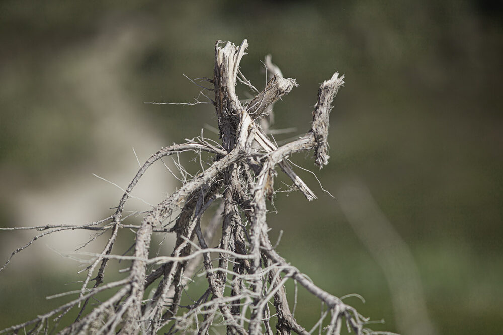 Tangled Roots
